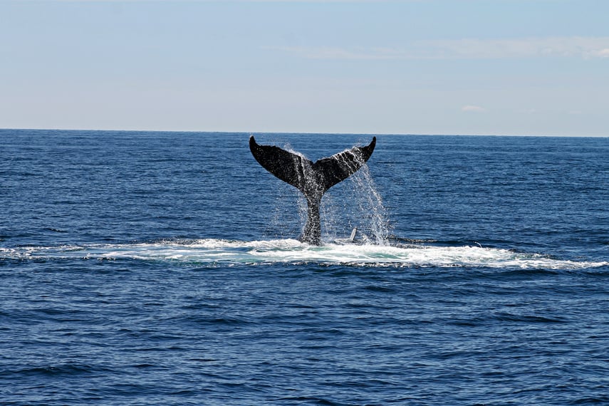 Whale's Tail