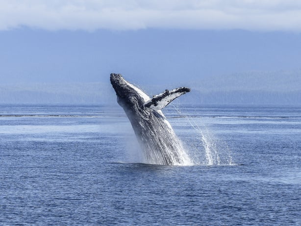 Humpback Whale Jumping