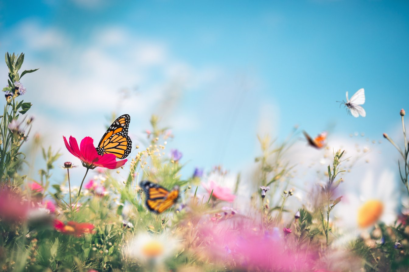 Butterfly Meadow